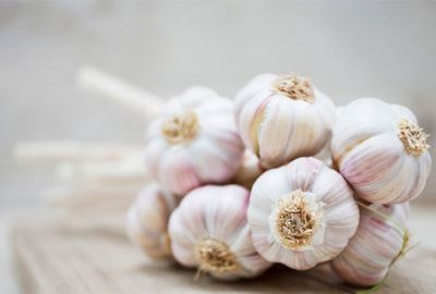 Chiết xuất tỏi Garlic extract – Thành phần và công dụng